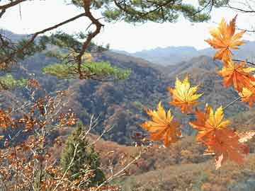 欧瑞博怎么退出账号登陆-九寨沟景区内大口吃鱼的水獭是引进物种？景区回应