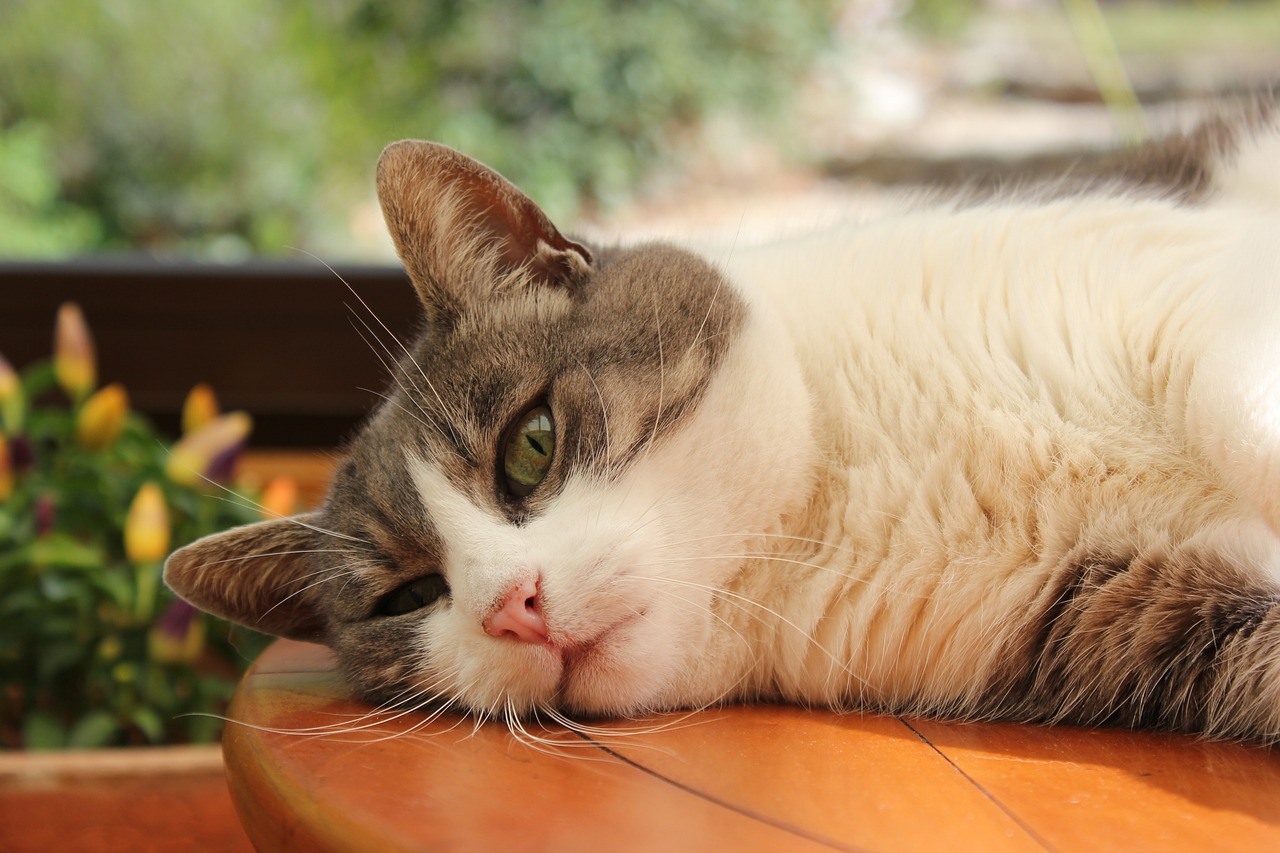 捷豹与猎豹，两种独特猫科动物的对比解析