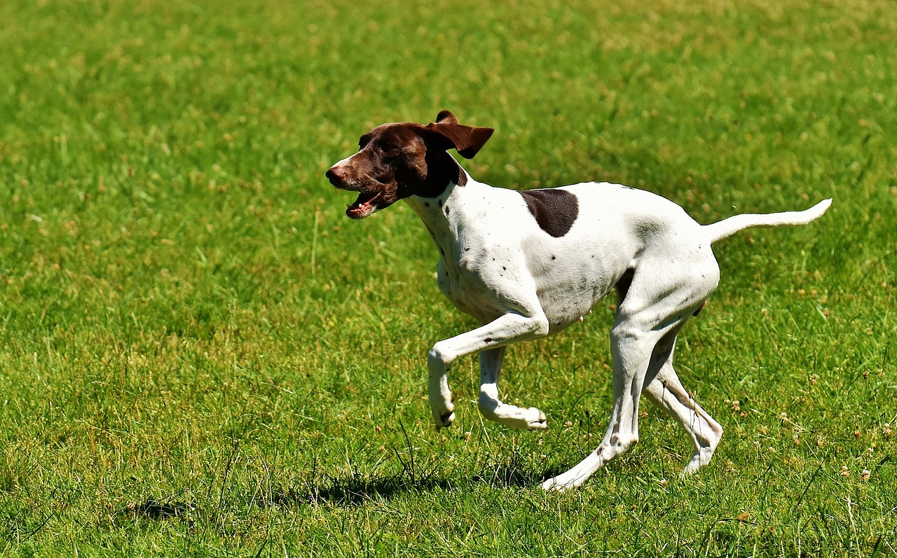 母女逛公园遭4条猎犬撕咬！家属：狗主人说没钱不露面也没偿清治疗费