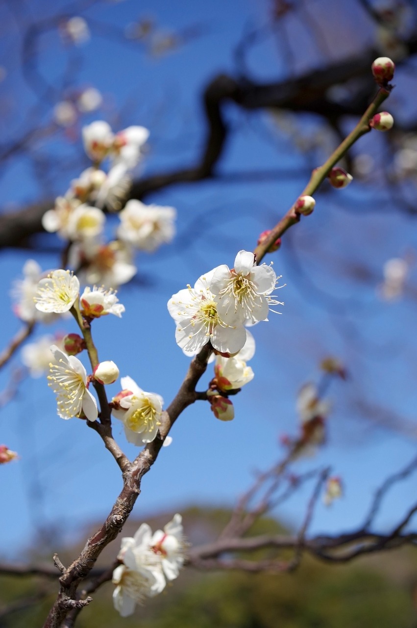 “植”此青绿拥抱春天——又是一年植树节（视频）